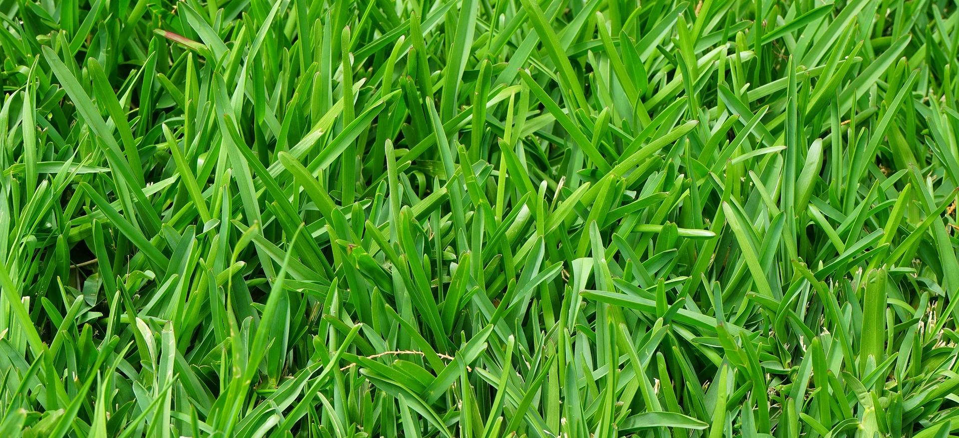 grass lawn green landscape landscaping home yard